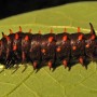 Larva of Pipe Vine Butterfly on Pipe Vine leaf.